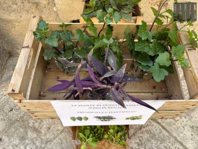 ...il nutrimento di piante quali il senecio, la tradescantia e la crassula ovata